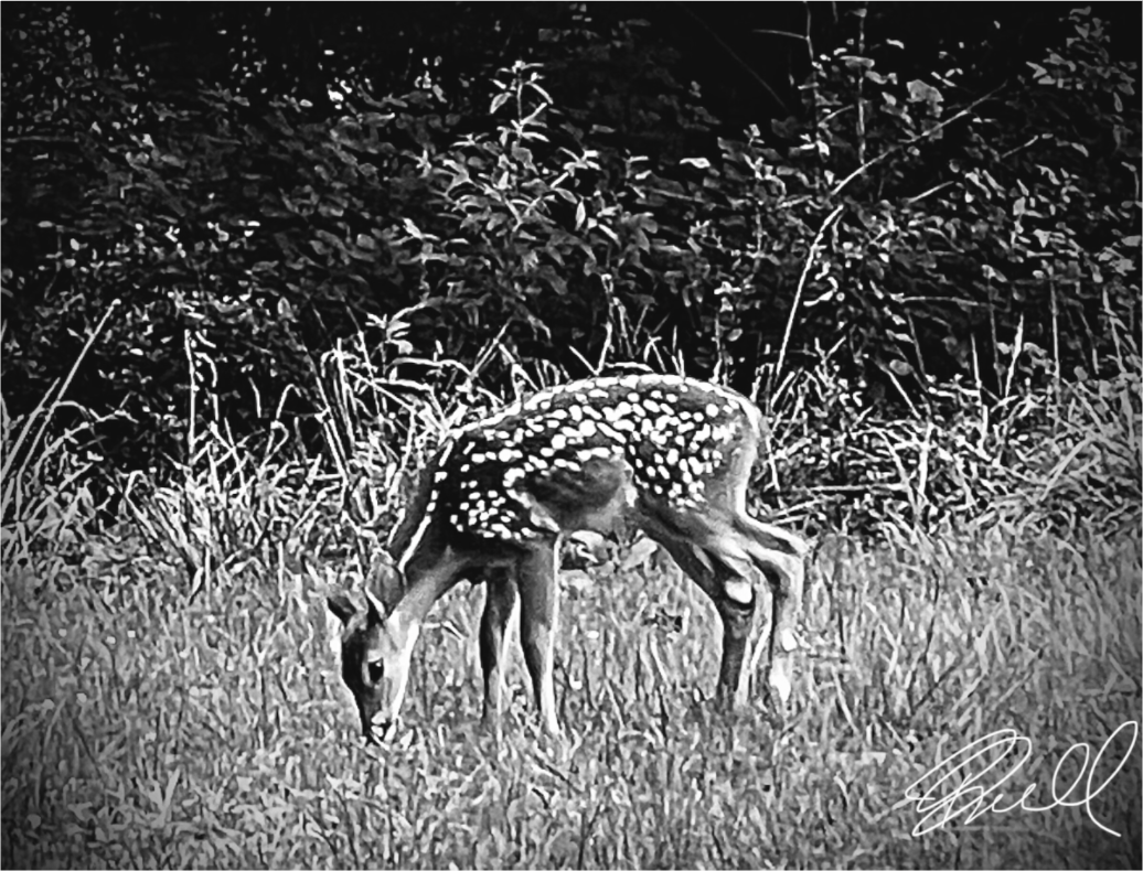 Main image The Beautiful Trust of Nature